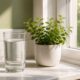 The bladder connection most women never hear about — glass of water on a kitchen windowsill — a whole-body piece of bladder health